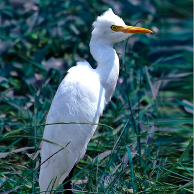 Zoom oil painting project