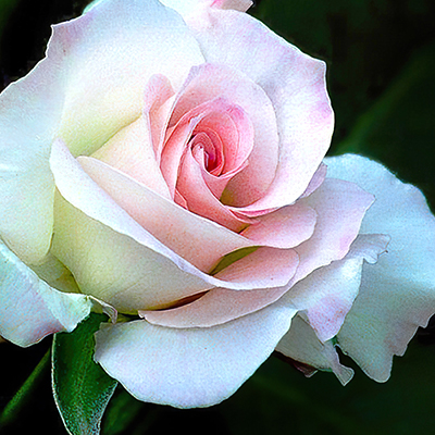 Zoom oil painting project